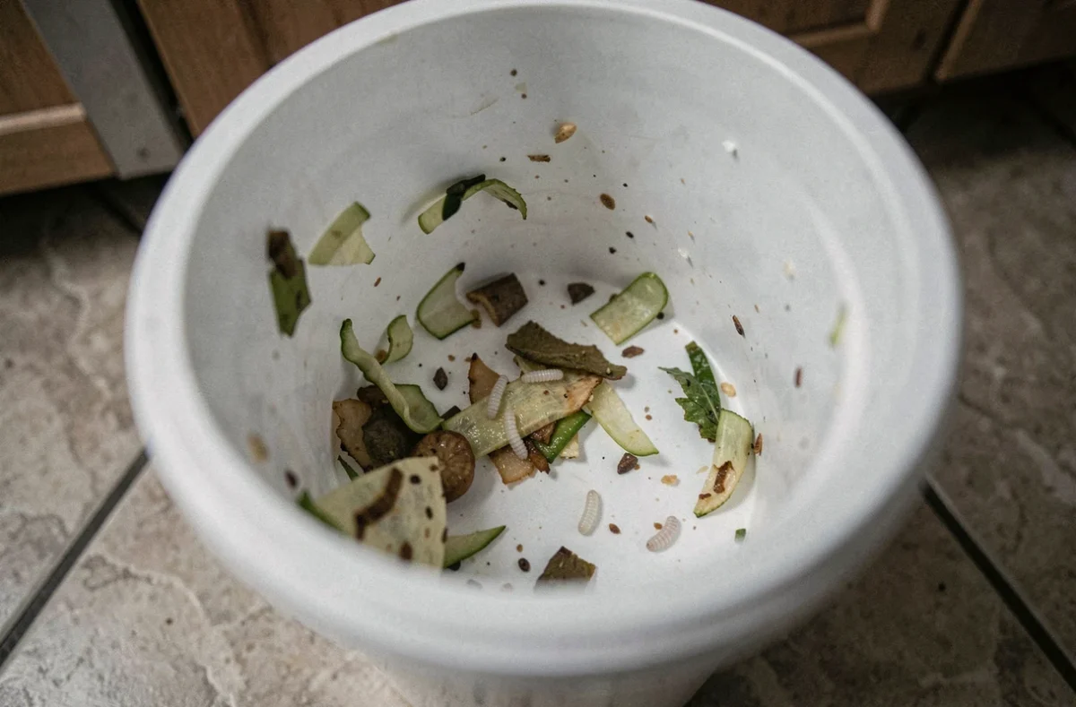 Gros plan sur l'intérieur d'une poubelle domestique avec des déchets alimentaires et des asticots visibles sur le fond en plastique blanc